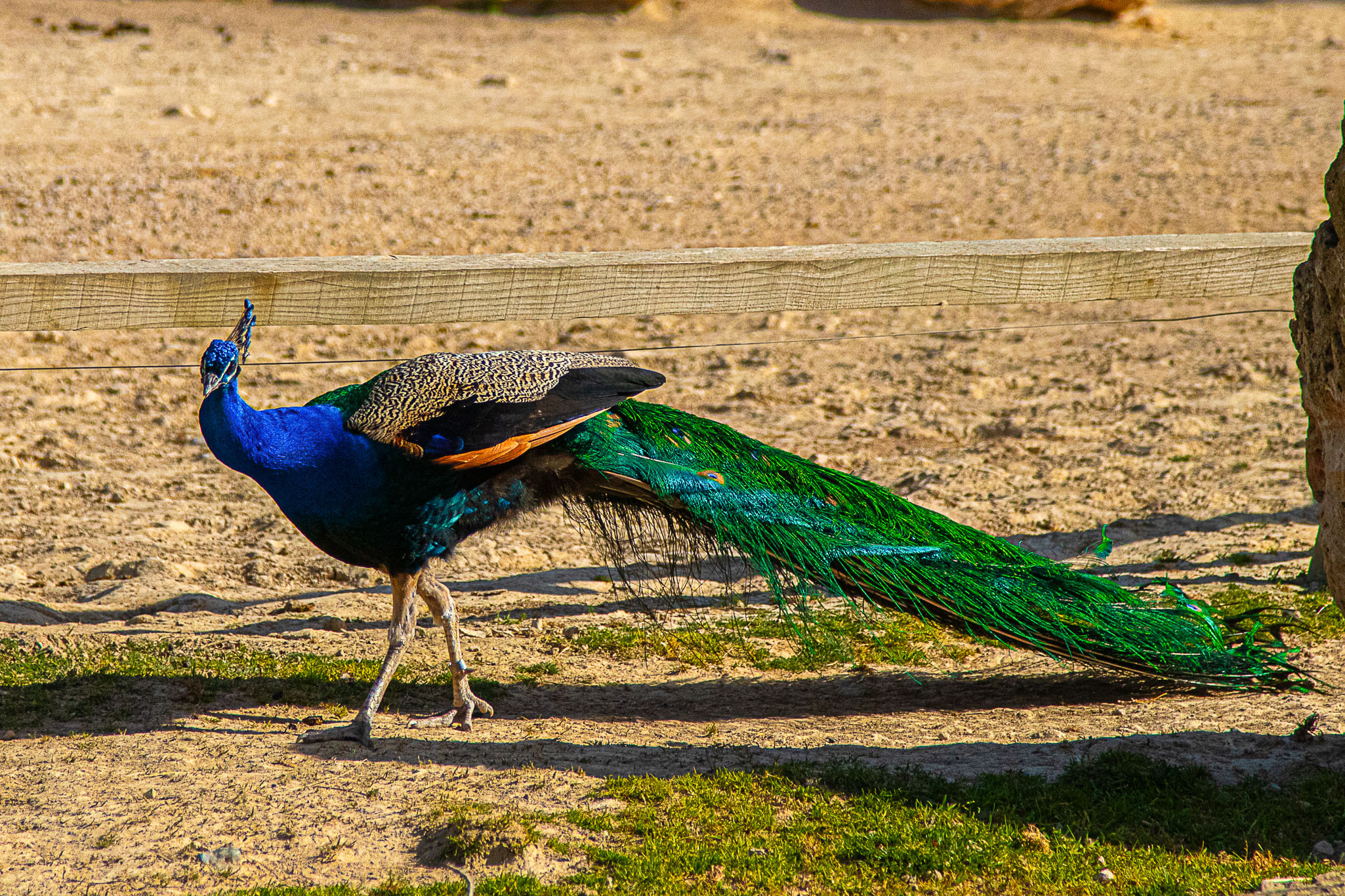 Etl Pavo Real